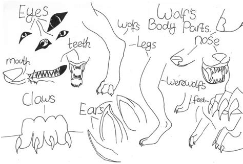 Wolf body parts by ShennyX