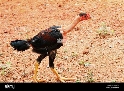 Bald neck chicken Stock Photo - Alamy