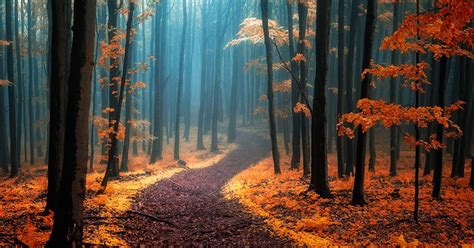 Dream-Like Autumn Forests By Czech Photographer Janek Sedlář | Bored Panda