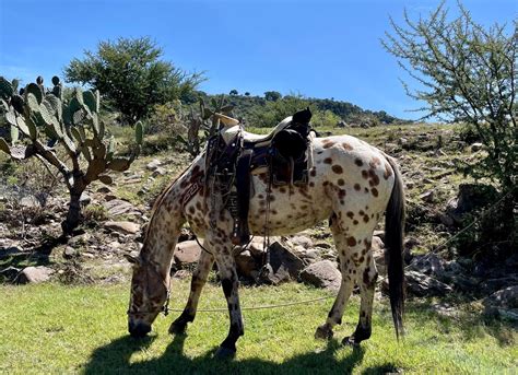 Lessons I have learned from a Criollo horse for beginners in Mexico ...