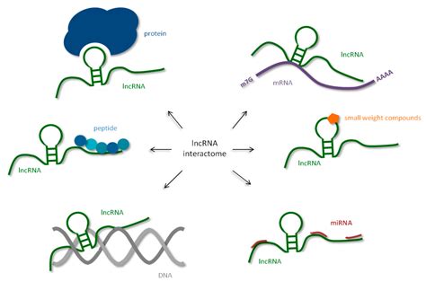 IJMS | Free Full-Text | Human Long Noncoding RNA Interactome: Detection, Characterization and ...