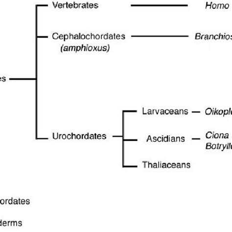 Phylogenetic tree of the different phyla of the Deuterostomia. The ...