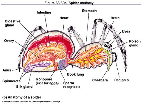 Wolf Spider Anatomy | SexiezPicz Web Porn