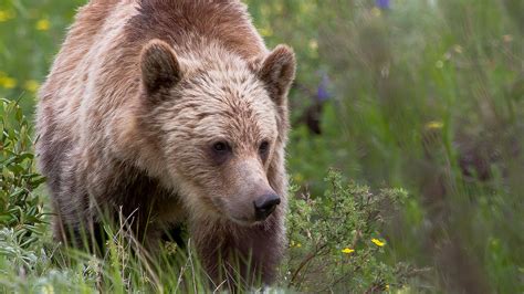 Grizzly bear in Yellowstone - Yellowstone National Park