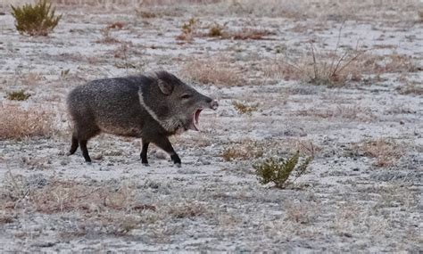 Texas Javelina – Glen Canning