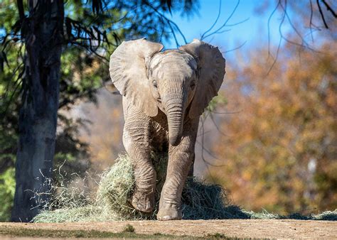 running elephant 4k zoopark small elephant cute animals Elephantidae ...