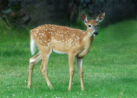 White-tailed Deer State Animal | State Symbols USA | Whitetail deer, Wild animals photos, Deer