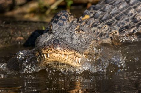 Gator entering the water by claycoleman - VIEWBUG.com