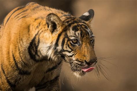 A Male Tiger Cub on One of Jungle Trail in Early Morning at Ranthambore ...