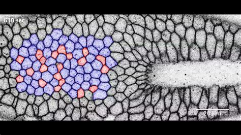 Comparison of modified and natural invagination process - YouTube