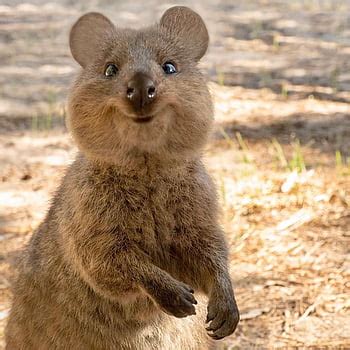 1080P Free download | Quokka Mother Son – Bing, mother and son HD ...