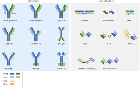 Frontiers | Immunotherapeutic progress and application of bispecific antibody in cancer