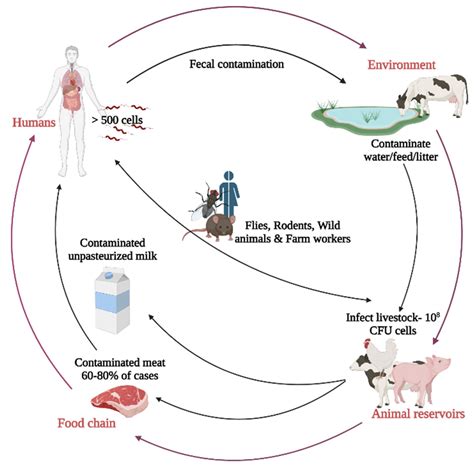 Microorganisms | Free Full-Text | Campylobacter jejuni in Poultry: Pathogenesis and Control ...