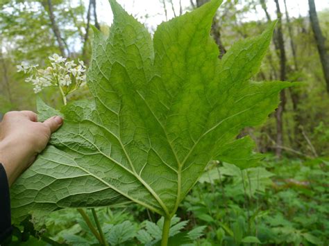 Woodland plants with large leaves | Identify that Plant