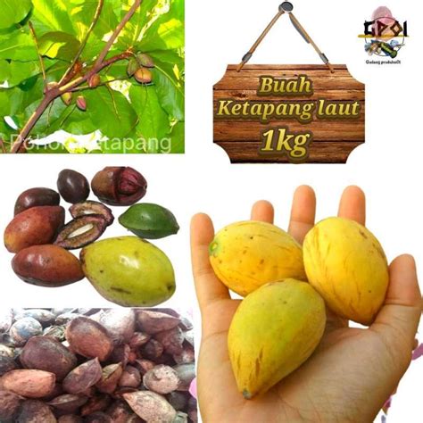 Promo Buah Ketapang Laut 1kg Untuk Di Konsumsi Atau Pakan Burung Diskon 5% di Seller Gudang ...