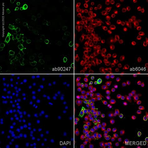 Anti-F4/80 antibody [F4/80] - Macrophage Marker (ab90247) | Abcam