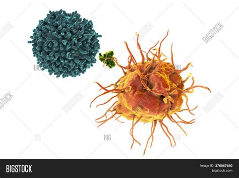 Dendritic Cell Image & Photo (Free Trial) | Bigstock