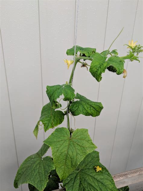 5 Reasons for Cucumber Leaves Curling [Fixing Guide] - Plants Of Merit