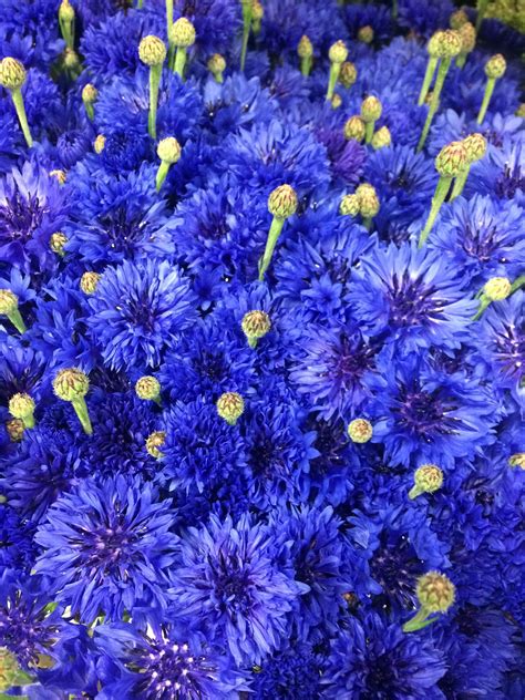 Blue Cornflower | Cornflower, Plants, Garden