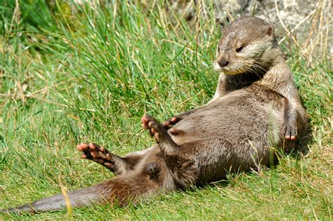 Asia: Otters increasingly trafficked for their furs or for the illegal ...