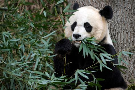 Panda pregnancy watch is on at Washington’s National Zoo - The ...