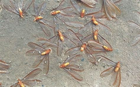 Blog - San Antonio's Complete Guide To Termite Swarmers