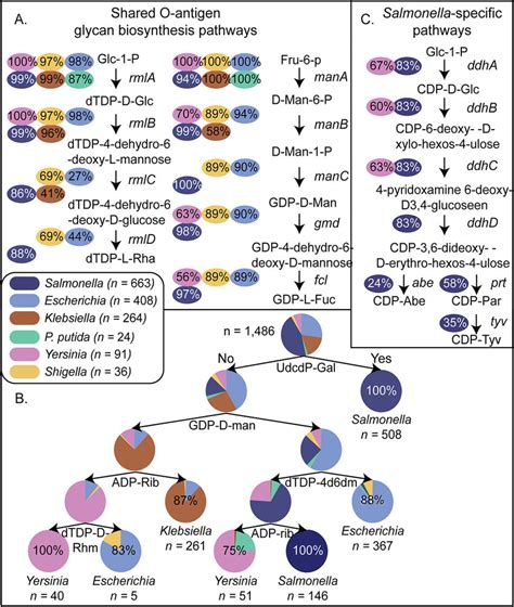 O Antigen Glycan Biosynthesis Capability Across Gram Negative Genera ...