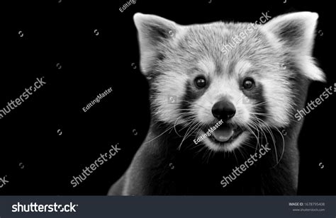 Cute Red Panda Black White Smiling Stock Photo 1678795408 | Shutterstock