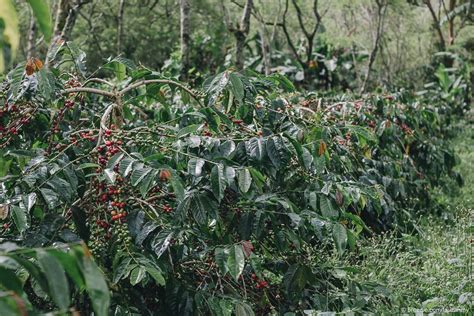 Mana Lebih Paten, Kebun Kopi Cantik atau yang Ditelantarkan Begitu Saja ...