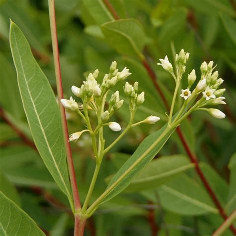 Apocynum cannabinum – Sacramento Valley CNPS