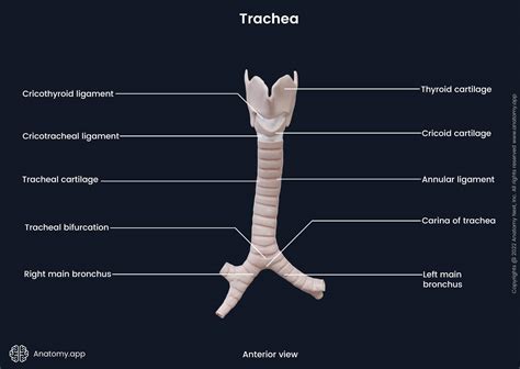 Trachea | Encyclopedia | Anatomy.app | Learn anatomy | 3D models, articles, and quizzes