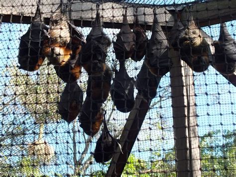 Three Flying Fox Species - ZooChat