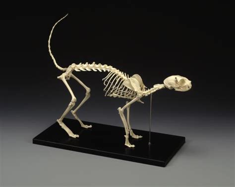 Cat Skeleton Complete Anatomical Feline