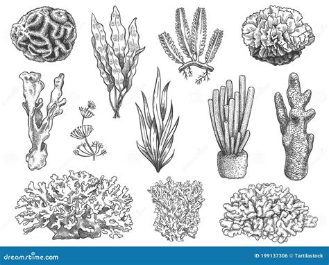 Sketch Seaweed. Ocean Reef Coral and Water Plant, Algae. Underwater Life Weeds Stock Vector ...