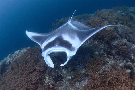 Not Awful UW Photos: reef manta ray in species set