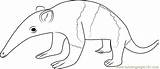 Baby Anteater Coloring Page  Free Pages sketch template