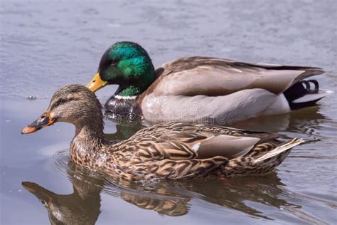 Mating Pair of Mallard Ducks in a Pond Stock Image - Image of fowl, flying: 141468277