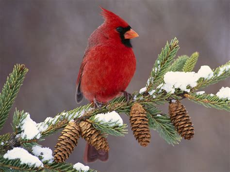 Free Red Bird Winter Wallpaper - WallpaperSafari