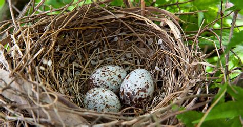 Do All Birds Lay Eggs? (Comprehensive Answer) | Birdfact