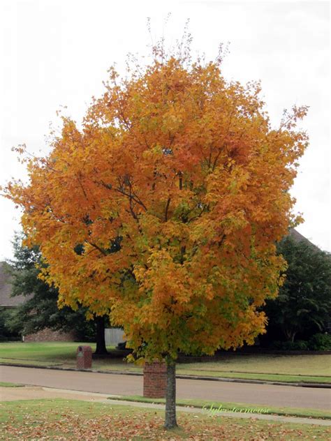 The Glorious Appearance of the Sugar Maple Tree - Easy Backyard Gardening