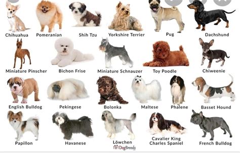 the different breeds of dogs are shown in this image, with their names ...