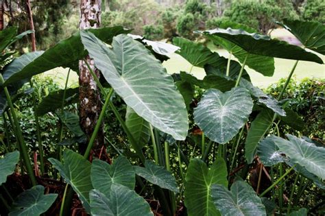 How to Care for a Taro Plant | Home Guides | SF Gate