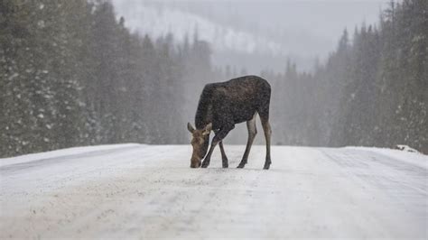 Parcs Canada met en garde contre les orignaux attirés par le sel sur les routes | Radio-Canada