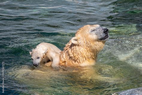 Polar Bear with Cub in Zoo Stock Photo | Adobe Stock