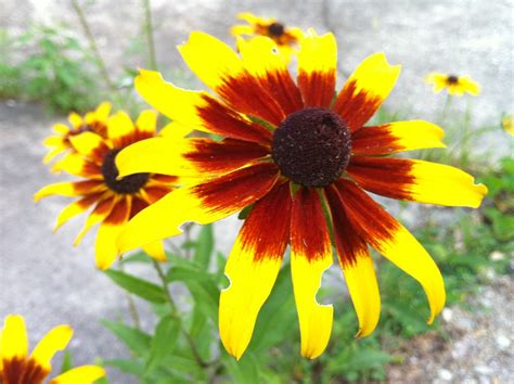 Black Eye Susan | Flower I stumbl'd across in an alley in Ba… | rashida s. mar b. | Flickr