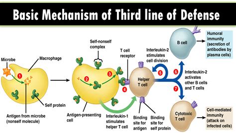 Multiple Choice on Third line of defense of the Immune system