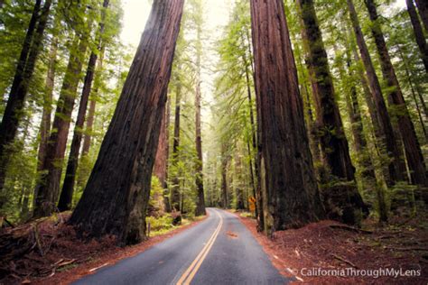 Avenue of the Giants: The 31 Mile Redwood Drive You Have to Do ...