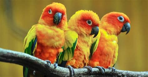 Parrot Bird Facts | AZ Animals