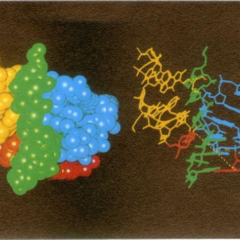 Space filling model of the anticodon loop and mRNA from the Lim et al ...