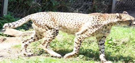 Somali Wildlife & Natural History Society